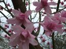 Magnolias