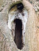 Tree Hollow