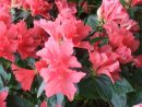 Azalea