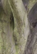Old Tree