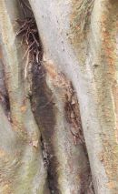 Old Tree