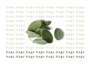 Sage 