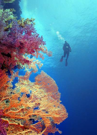 Red Sea, Egypt