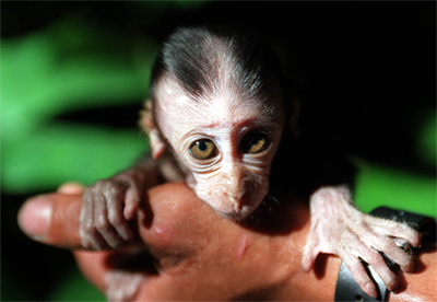 Orphan, Borneo