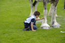 Apprentice Groom - Intermediate 1st