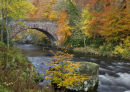 Autumnal Glory - Colour Print of the Year