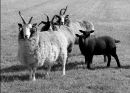 Jacob Sheep - 2nd