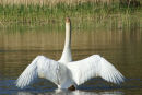 Swan Stretching - Beginners 2nd