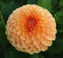 Dahlia - Beginners =2nd