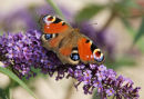 Butterfly on Buddleia - Beginners 1st