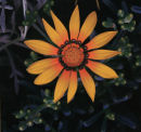 Desert Star - Intermediate =3rd