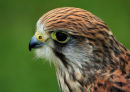 Bird of Prey - Advanced 3rd