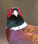 Pheasant - Advanced 2nd