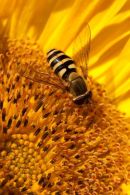Sunflower - Intermediate 1st