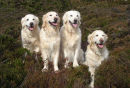 Dogs' Day Out - BEGINNER 1ST