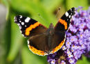 Love is Like a Butterfly INTERMEDIATE 2ND