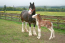 Mare and Foal - ADVANCED 2ND=