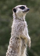 Meerkat - ADVANCED 2ND=