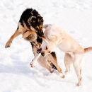 Pups Behaving Like Animals - INTERMEDIATE 1ST