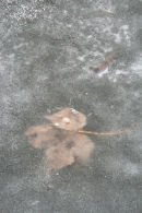 Floating World -11