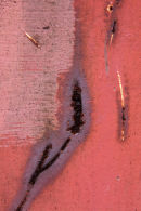 Bullrush
