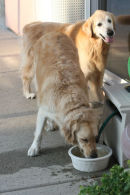 Relaxing with a bowl of water...