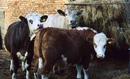 Local residents of the Somerset Levels in England.