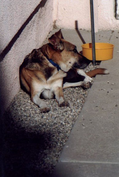 Molly resting...it's tough being her.