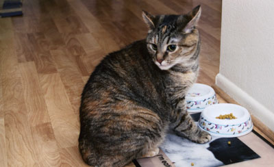 Lisa and Stacey's cat, Somer, named for Somerset County in England, where Stacey grew up.