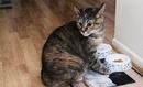Lisa and Stacey's cat, Somer, named for Somerset County in England, where Stacey grew up.