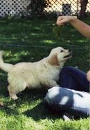 The newest member of the Society of the Easily Amusued...Jake at seven weeks old.
