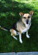 Molly paying rapt attention to someone who was NOT holding food.
