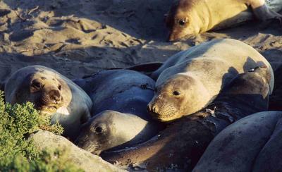 They're such great subjects to shoot...they lie around in good light and don't move much.