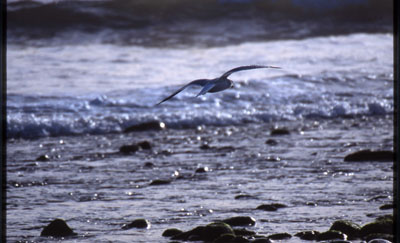 A local traveler along the Ventura coast...