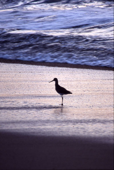 The beach is always a place to reflect...