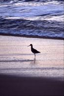 The beach is always a place to reflect...