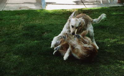 WWE has nothing on Jake and Luke in the back yard.