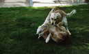 WWE has nothing on Jake and Luke in the back yard.