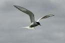 Artic Tern in Flight