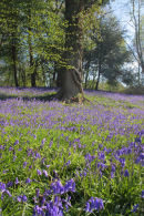 Bluebells at Newbridge, Ashdown Forest