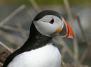 Puffin portrait