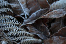 Winter's First Frost
