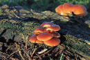 Golden Fungi