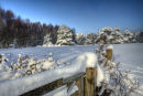 Winter's Snowy Grip, Ashdown Forest