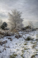 Haw Frost, Ashdown Forest