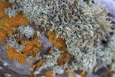 Lichen and Moss 
