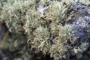 Lichen abundance