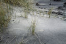 Marram Grass on the beach