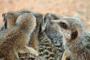 Group Huddle