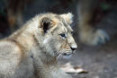 Bonny Wee Lion